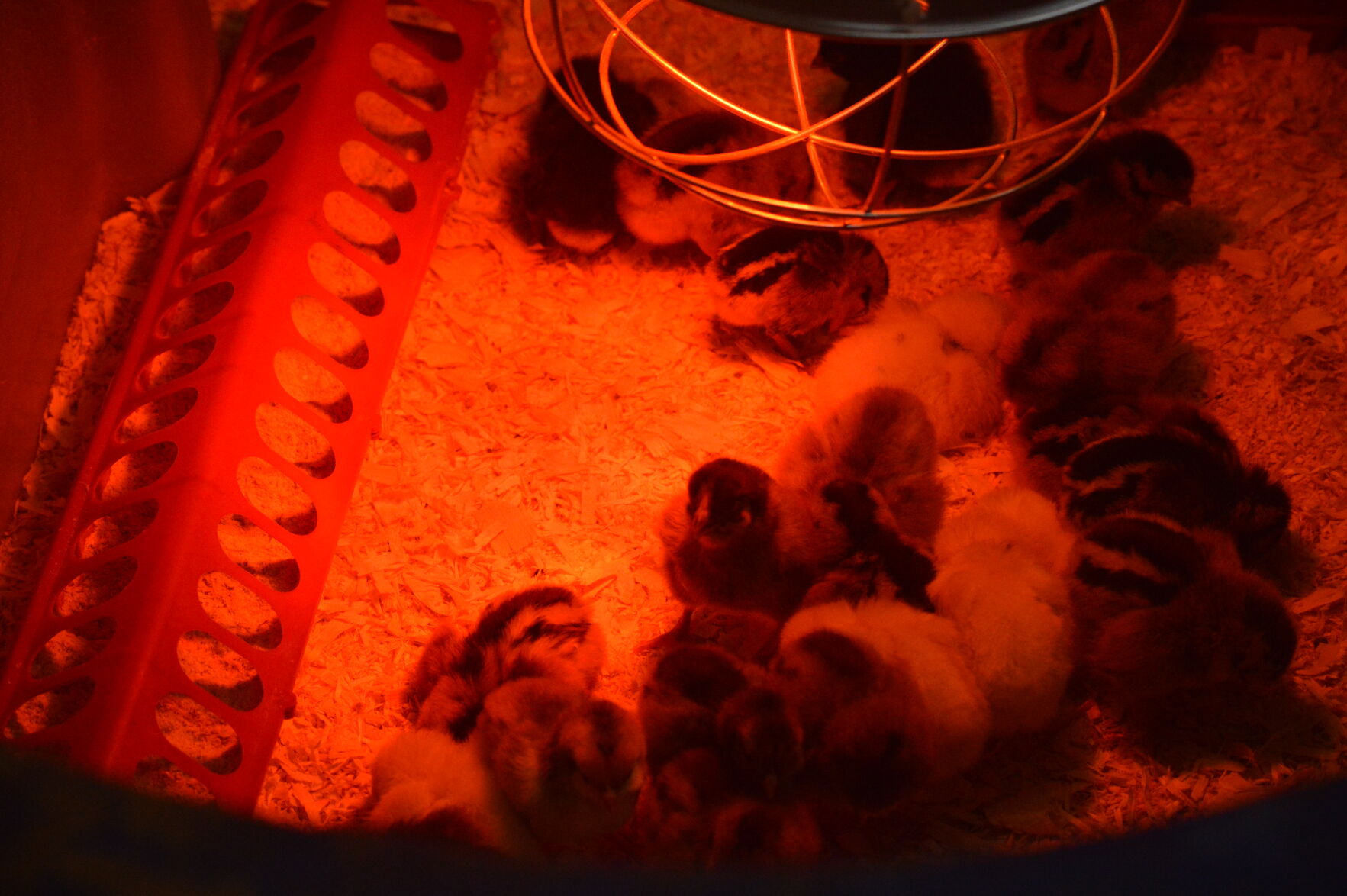 Chicks